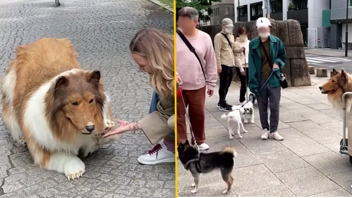 Man who spent £12,000 becoming a human Collie now wants to find a Lassie to  love - World News - Mirror Online