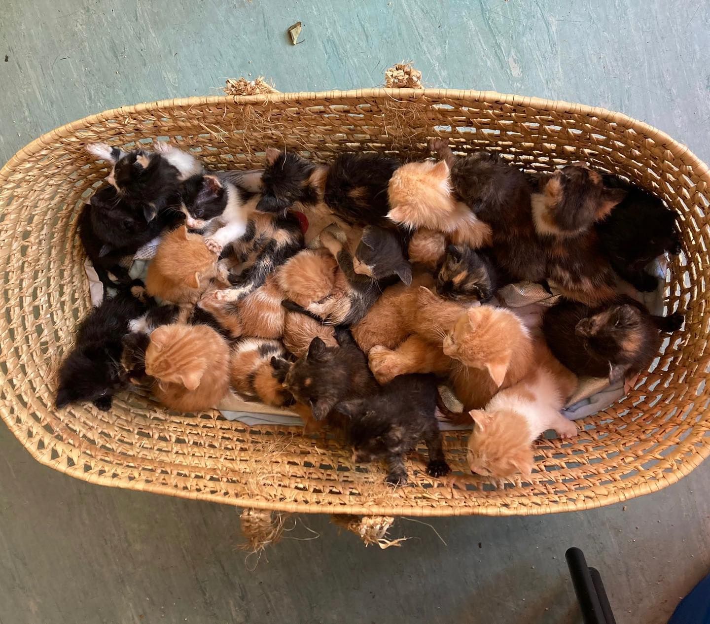 Basket full of 26 kittens left on charity's doorstep in Bristol