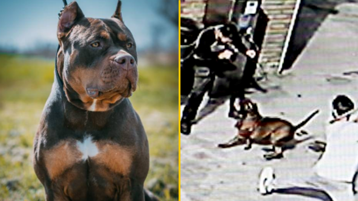 UK owners of existing American XL bully dogs face new rules but no