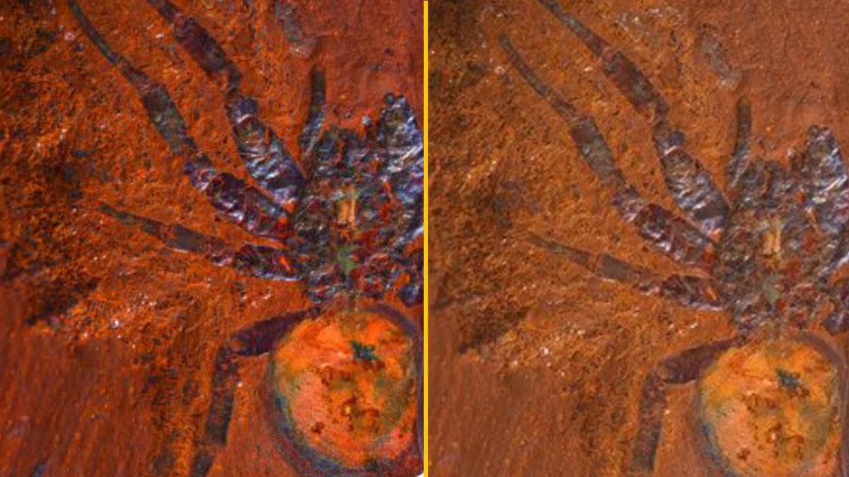 Scientists Find 'giant' Dinosaur Spider Fossil In Australia - JOE.co.uk