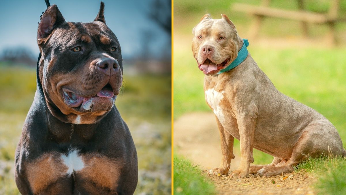 XL Bully: Why is the controversial breed being banned?