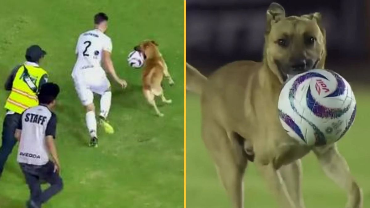 Team Mexico Jersey — Dog.Dog.Cat.